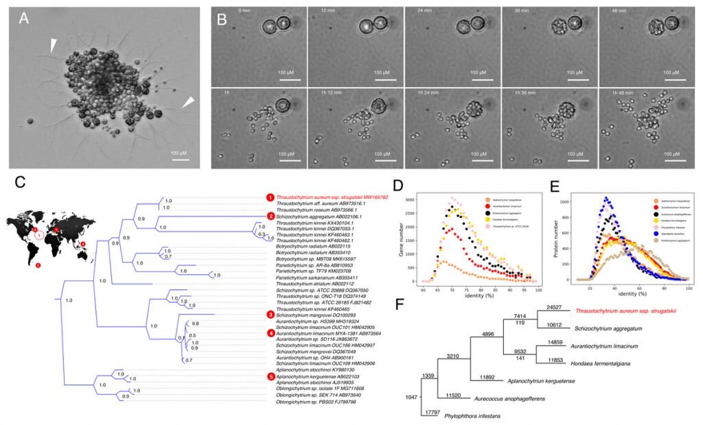 Thraustochytrium aureum ssp. strugatskii