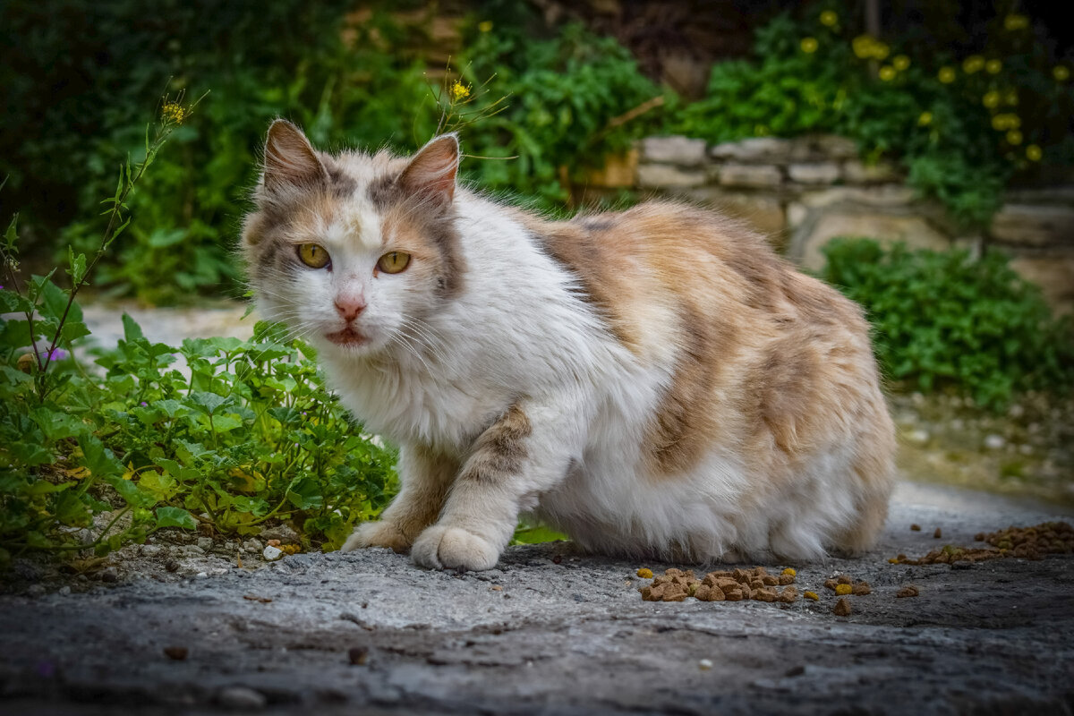 иллюстрация из сети интернет