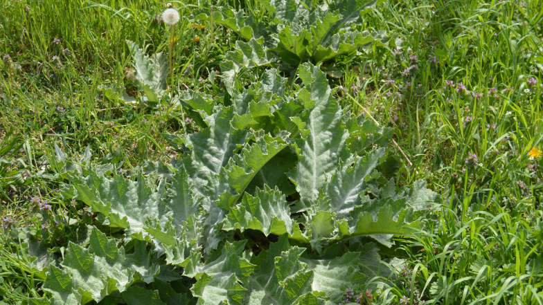 Фото автора. 16.04.2024. "Будяк" дал всходы, погода позволяет растению развиваться.