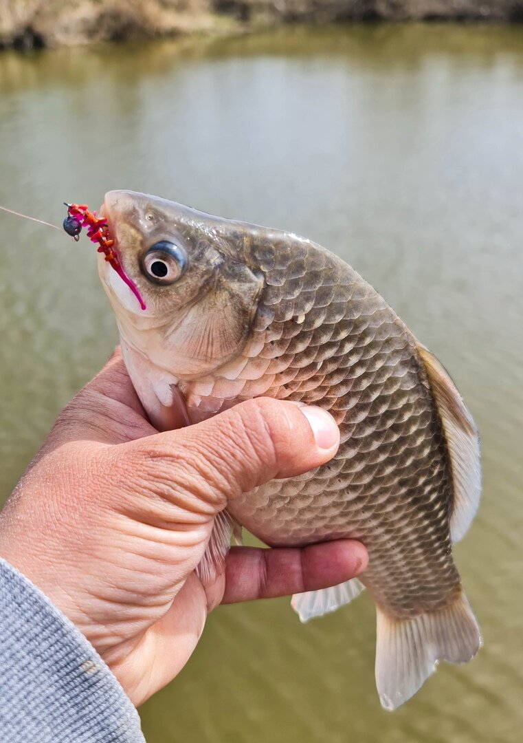 Карась на Micro Trap в цвете LOX