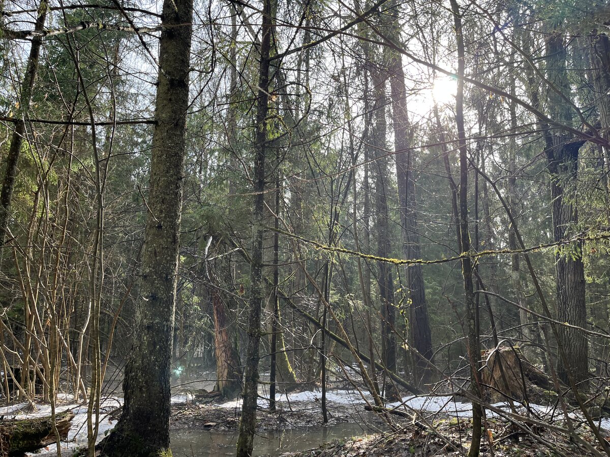 Местами лес представляет из себя бурелом, а весной здесь долго не уходит снег