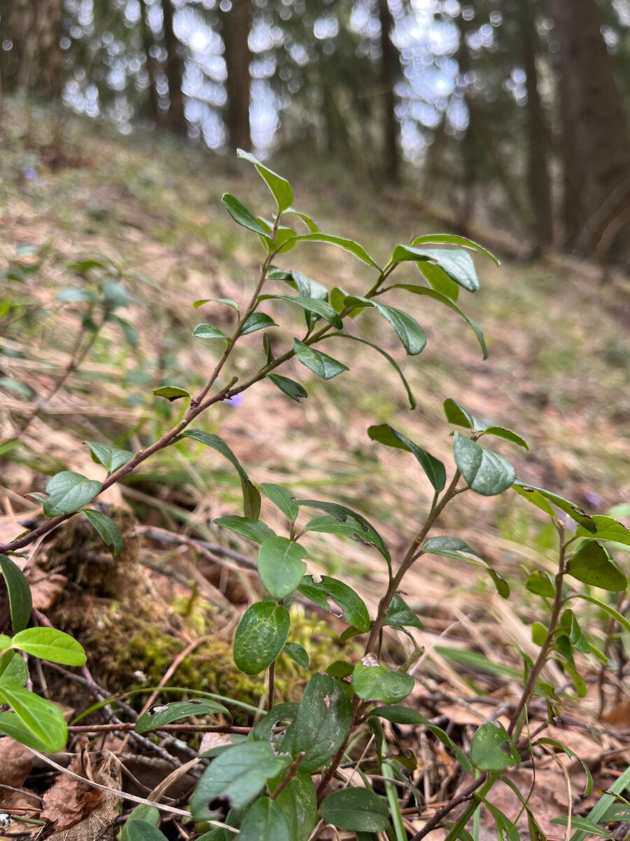 Черника - типичный житель хвойного леса