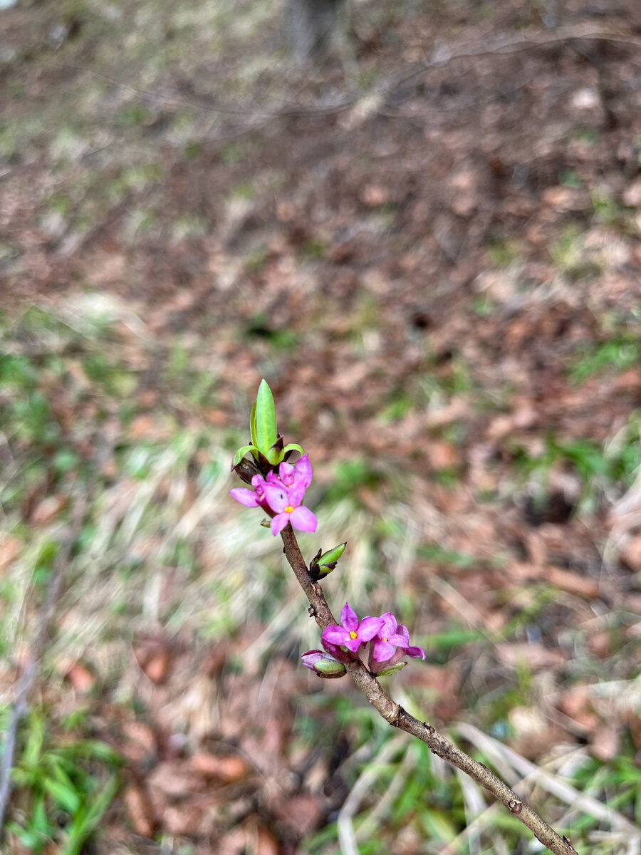 Волчеягодник обыкновенный - первый из цветущих кустарников в средней полосе также любит такие места