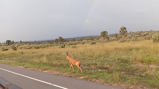 Прогулка антилопы