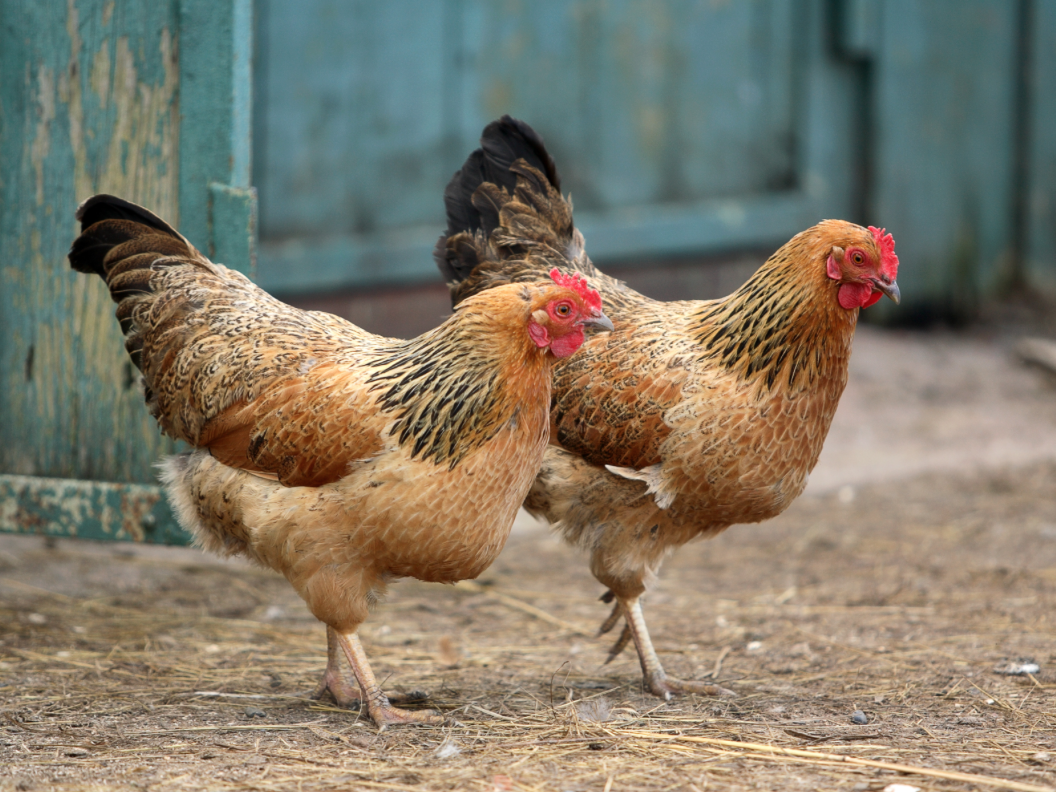 Фото: poknok.art