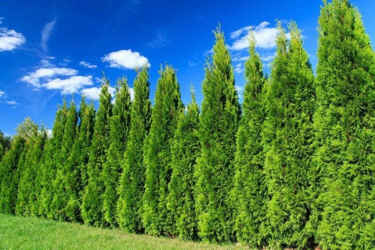 Источник фото - https://goo.su/tYDeXOu