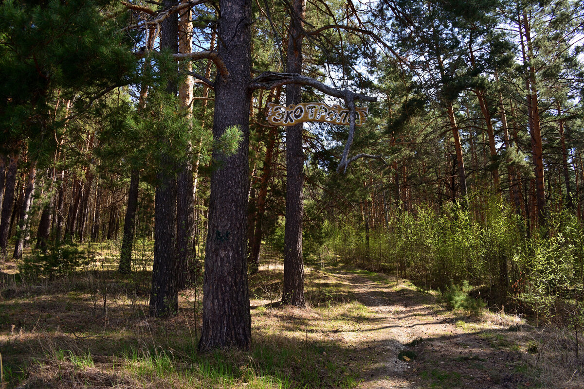Окрестности села Большой Вьяс (Пензенская область, 20.04.2024).