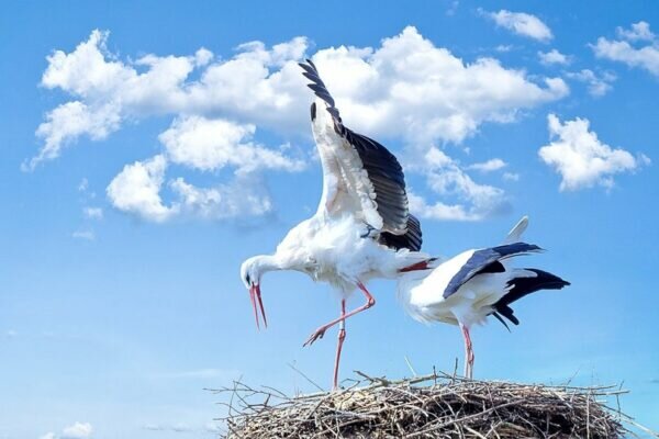    Фото: pixabay.com