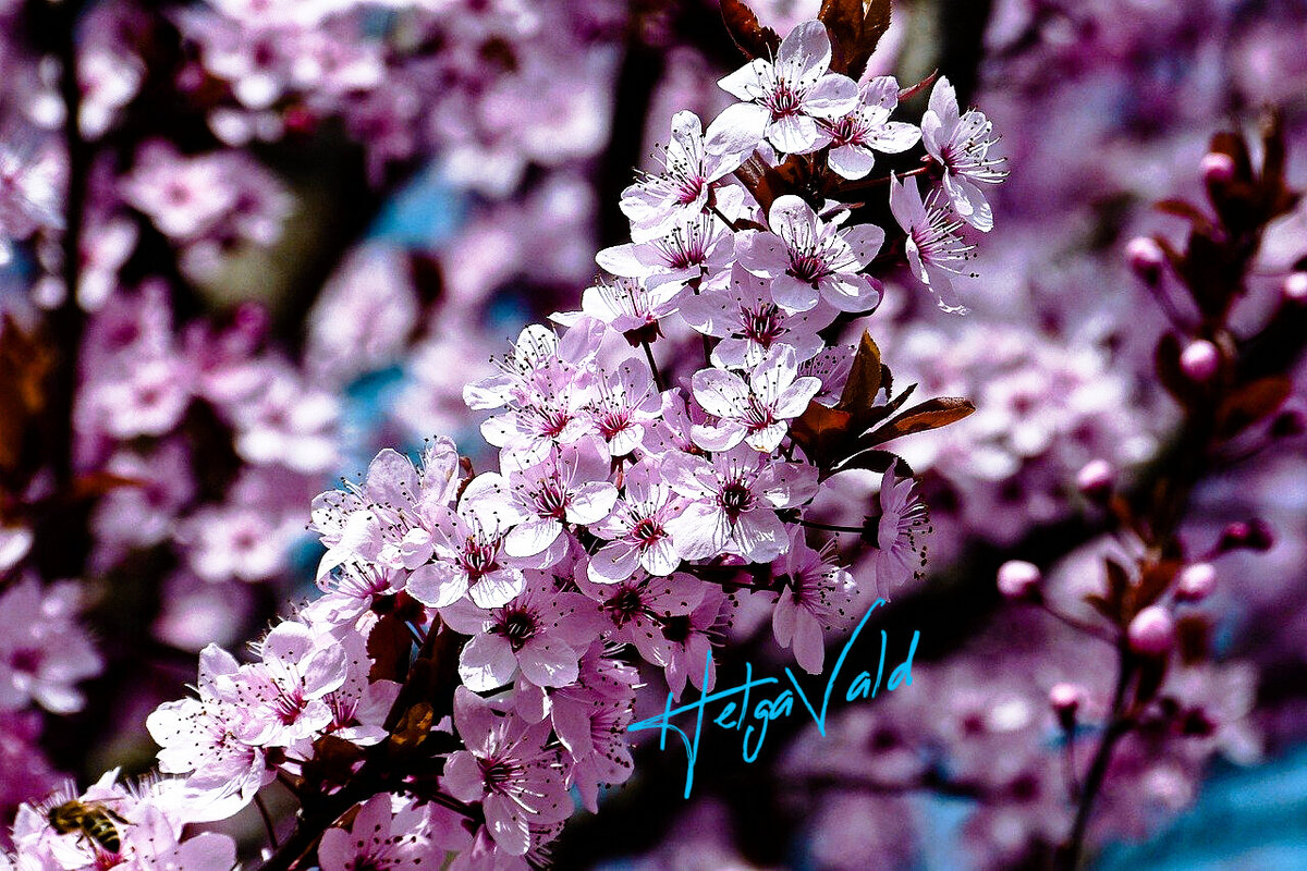 Цветущая САКУРА.