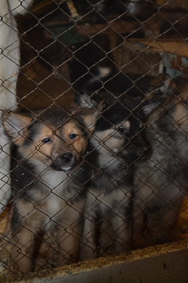 НАМ ОЧЕНЬ НУЖНА ВАША ПОМОЩЬ!💞