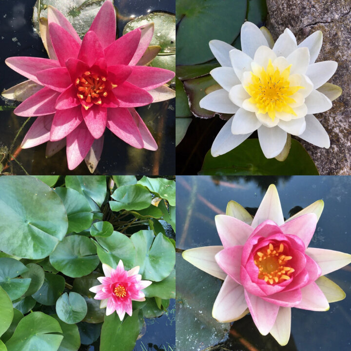 Одолень-трава моего водного царства.