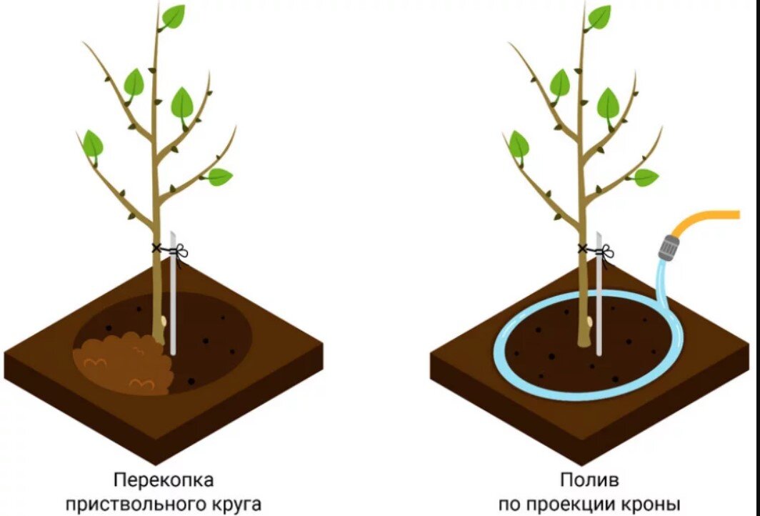 Полив деревьев весной когда делать. Приствольный круг яблони. Приствольный круг груши. Приствольный круг абрикоса.