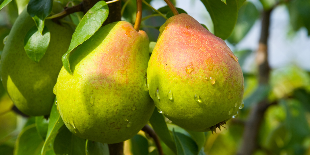 Весенний уход за грушей: техника повышающая урожайность и препятствующая раннему опаданию плодов