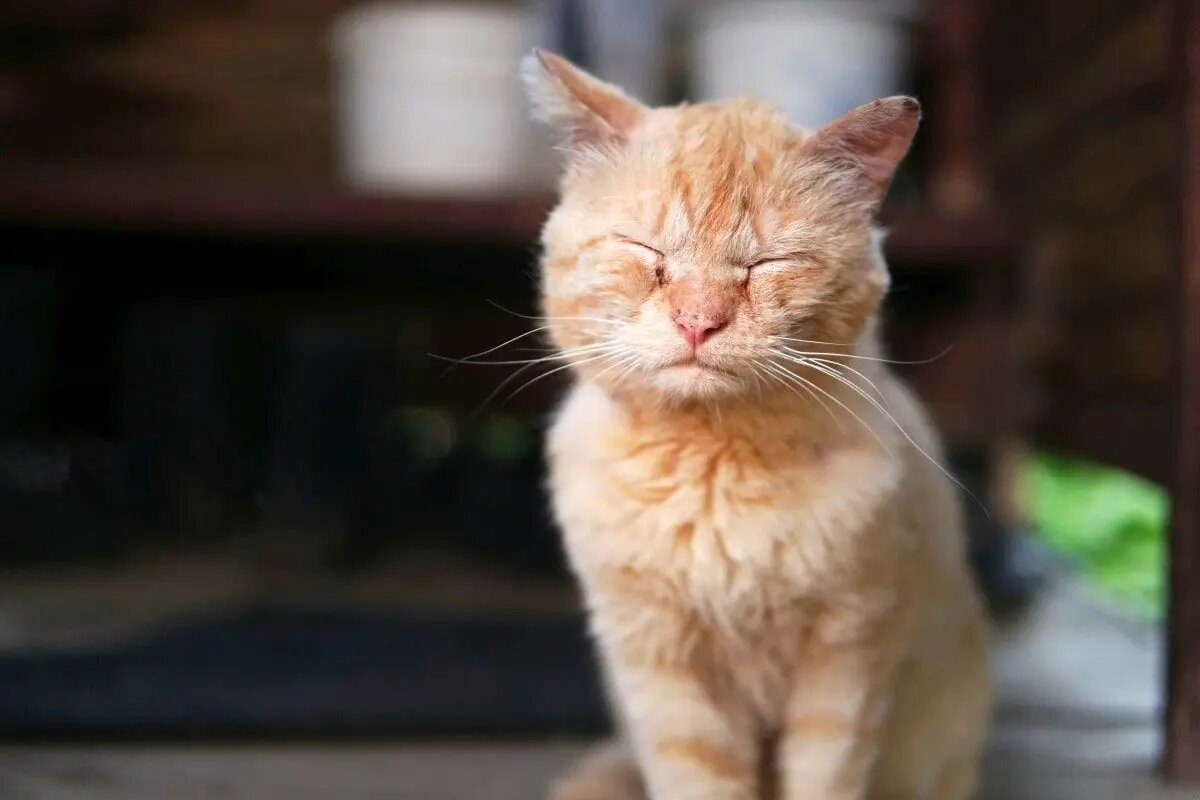    Симптомы боли у кошки. Их стоит знать! /Shutterstock Кошкин