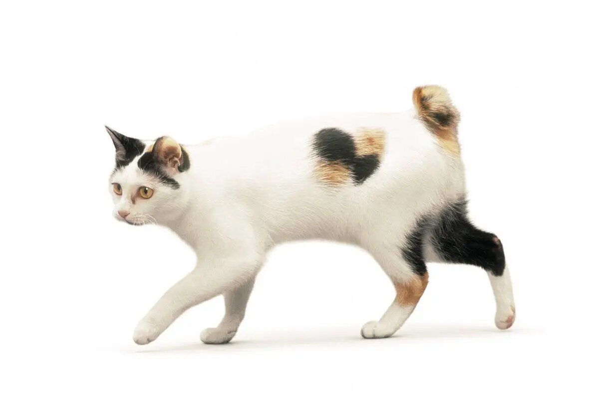    Японский бобтейл /pixabay