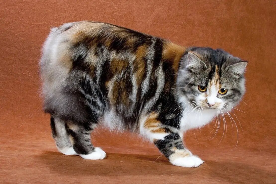    У мэнкской кошки и кимриков хвостов нет вообще /pixabay