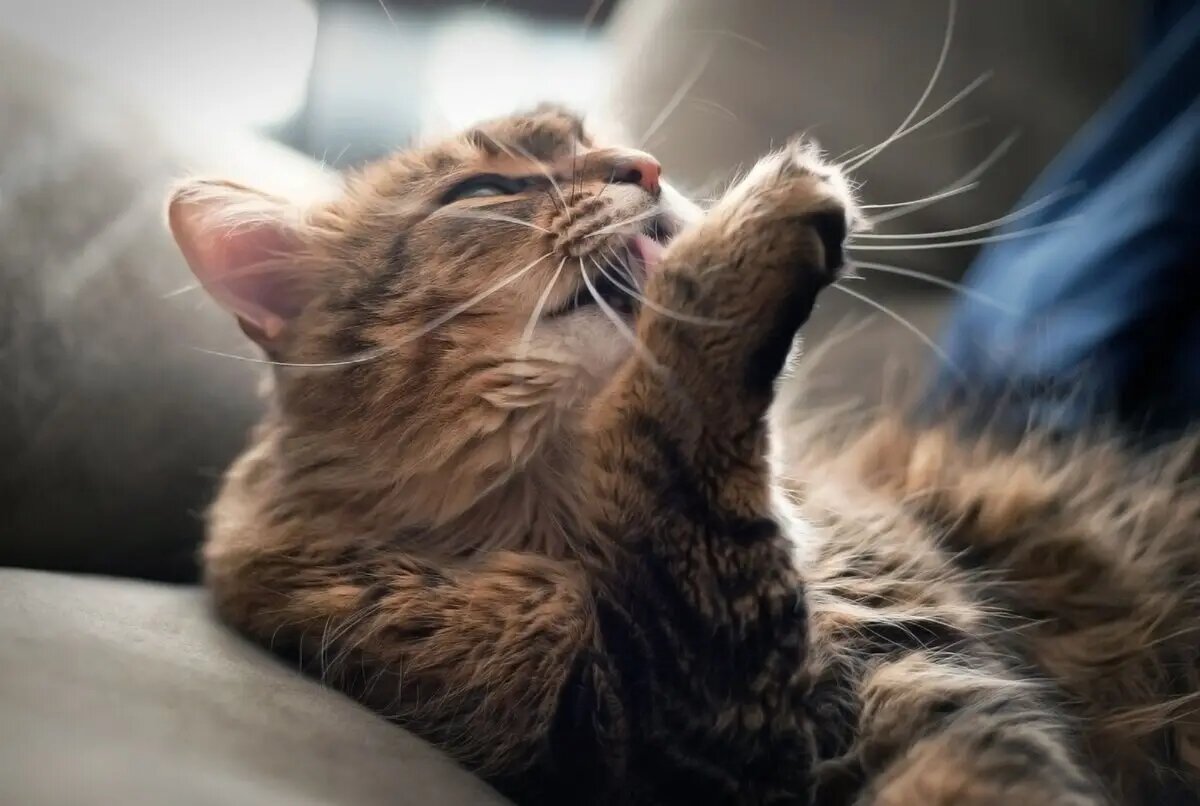    Кошки — невероятно чистоплотные животные /unsplash