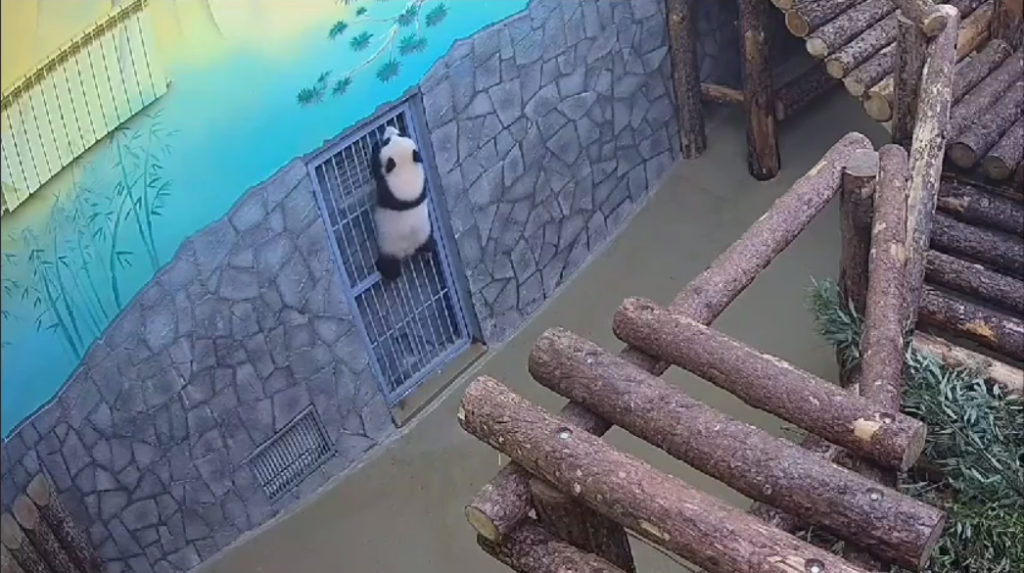 Катюша проверяет новую дверь Источник: t.me/svetlanaakulova1 Автор фото: Скриншот видео📷
