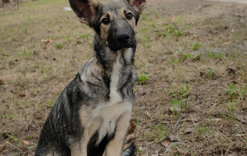 На улице сидел одинокий щенок, хвостом всем вилял, но в ноги не бросался. Оказалось, он просто не мог ходить(ДОМА)