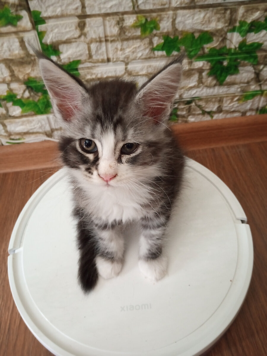 Робот-пылесос и котейка, что ещё нужно для счастья?