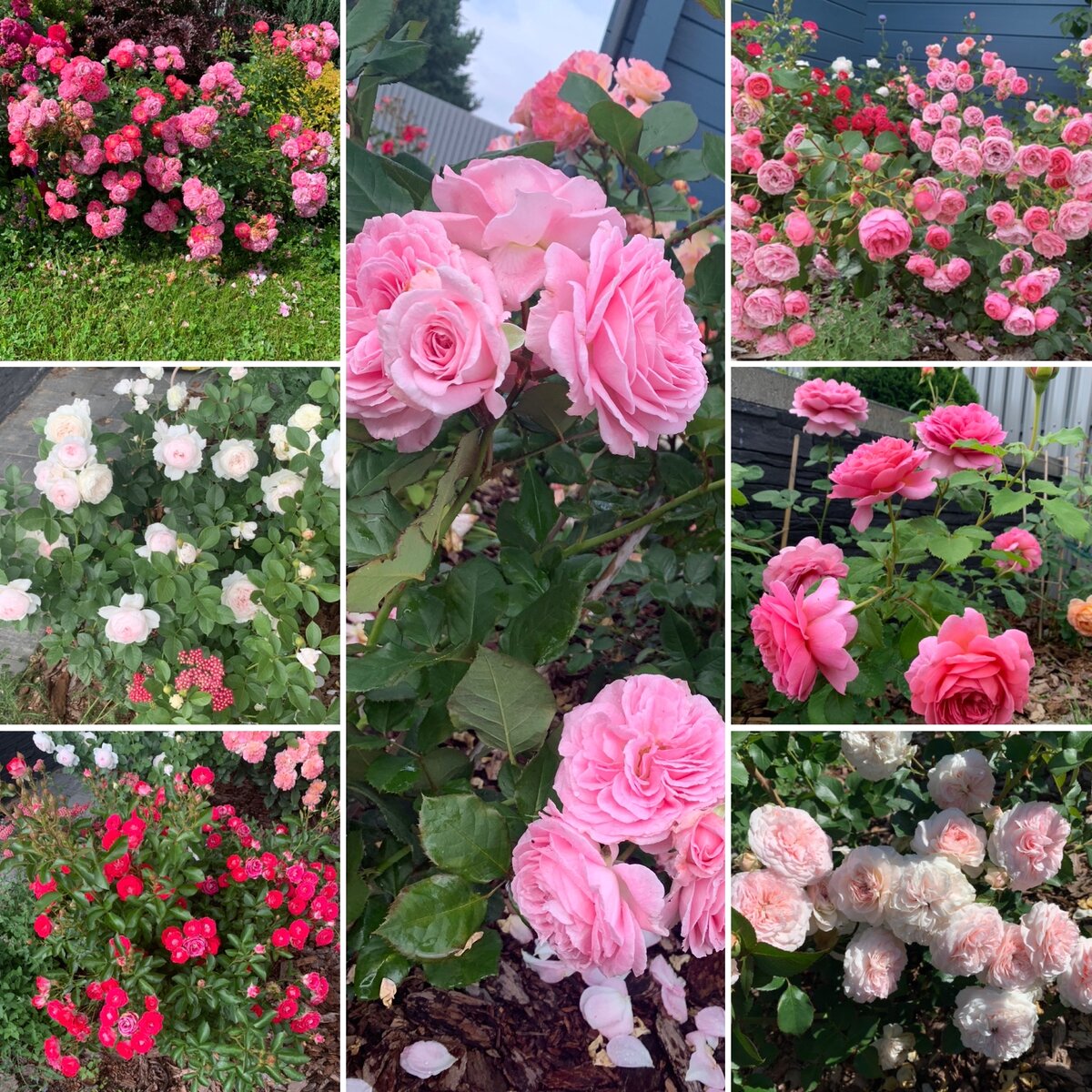 Коллаж из роз в моем саду