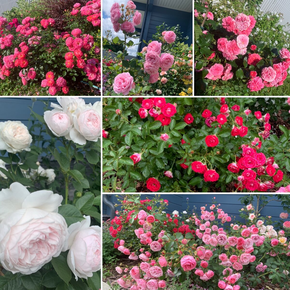 Коллаж из роз моего сада