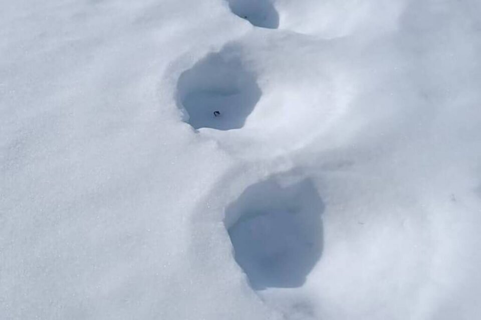    Фото: телеграм-канал "Ленские столбы" Карина Оконешникова