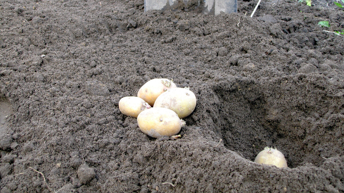 Посадка картофеля! Важно все делать в свое время
