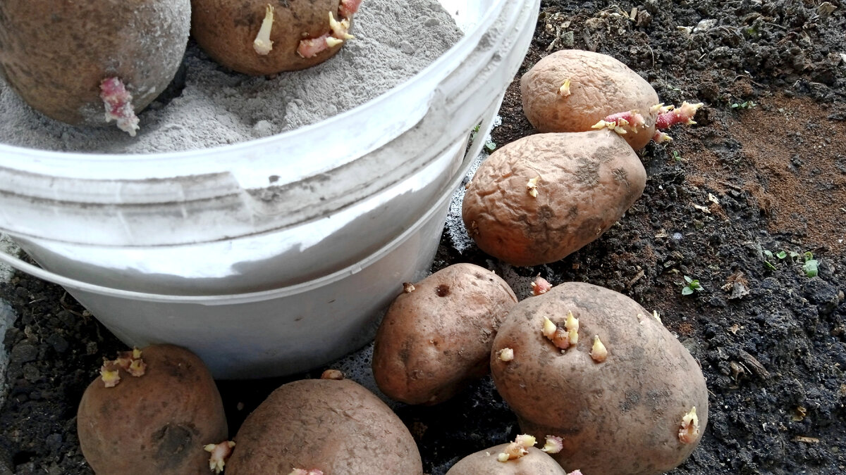 Посадка. картофеля. Развитие картофеля напрямую зависит от температуры.