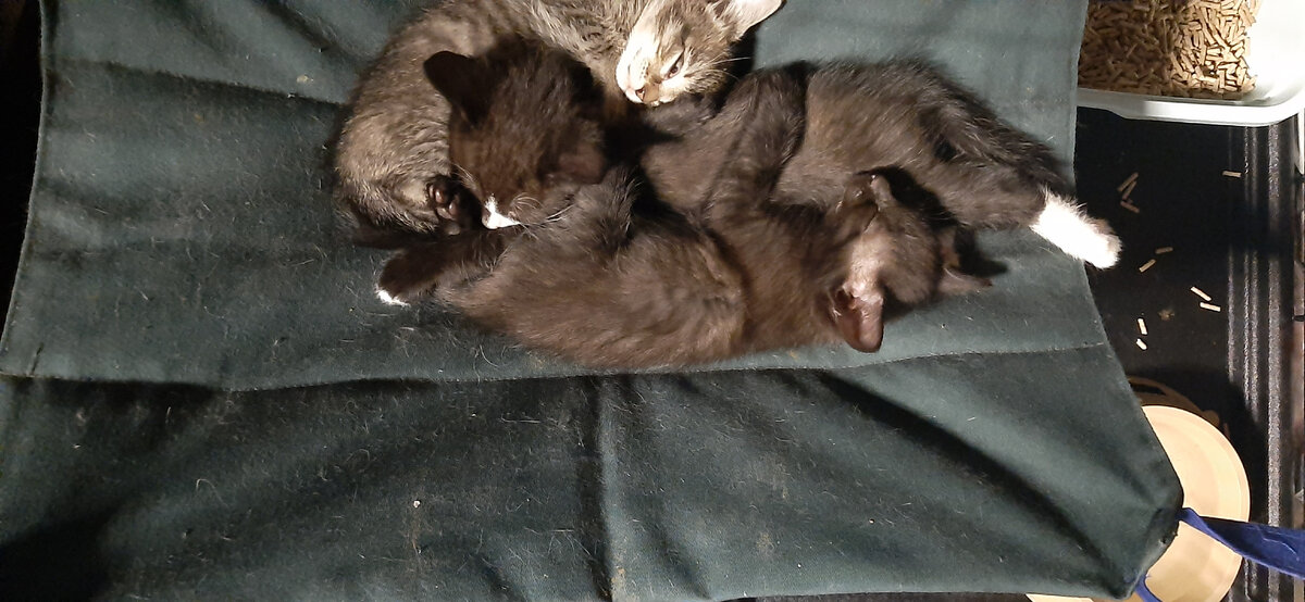 Спят в гамаке