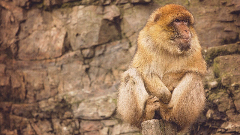     Обезьяна. СС0