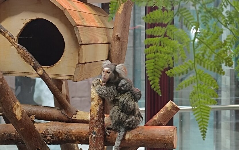  Гости уже могут познакомиться с малышами. Фото: vk.com/club_udm_zoo