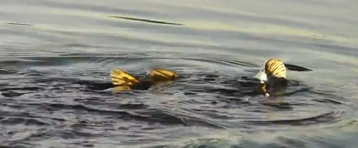 Фото из стока.