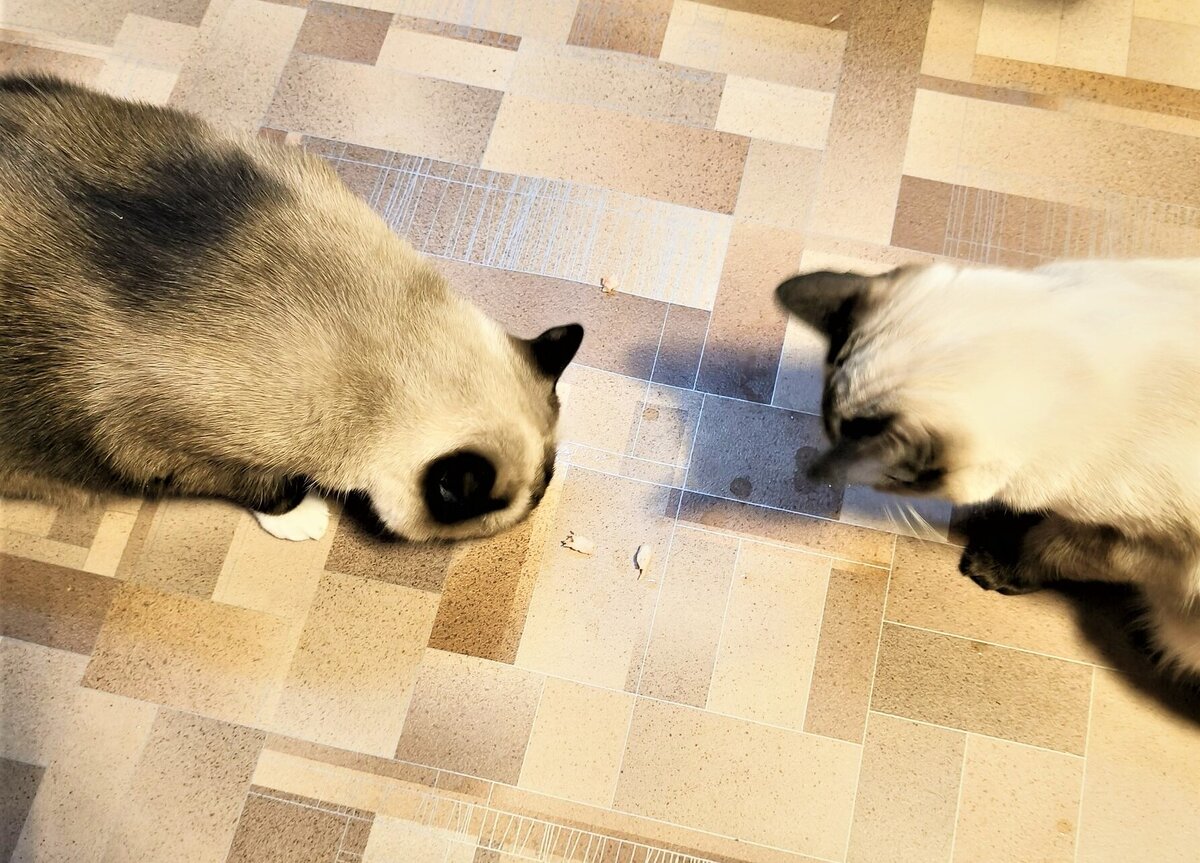 Благодарю за "голодный сон" Ксюшу БЕКИРОВУ)