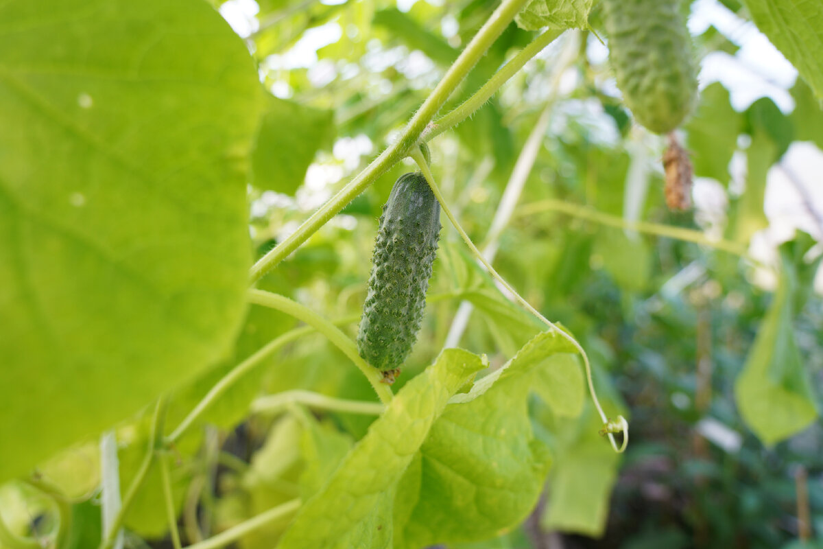Фото Теплицы на Свободной
