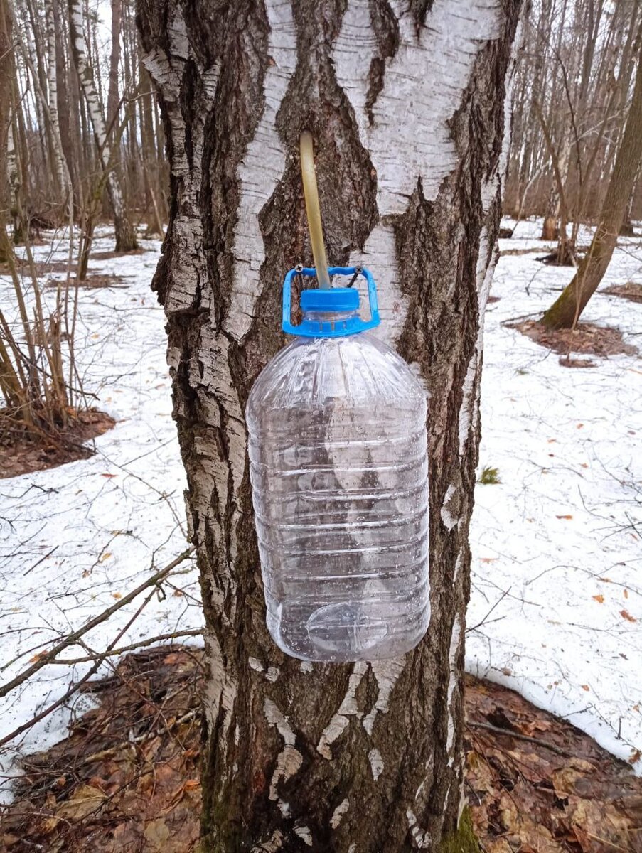 Эпопея с самогоном на берёзовом соке: есть ли в этом смысл? | Самогон на  Luxstahl 8M | Дзен