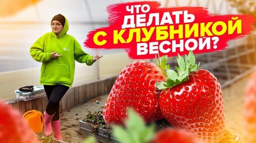 ВСЕ о ЗЕМЛЯНИКЕ (клубнике) ВЕСНОЙ: подкормки, обработка от вредителей, спасение погибших растений