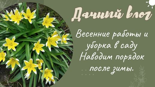 ДАЧНЫЙ ВЛОГ. Весенняя уборка в саду и огороде после зимы. Первоцветы и гряды )))