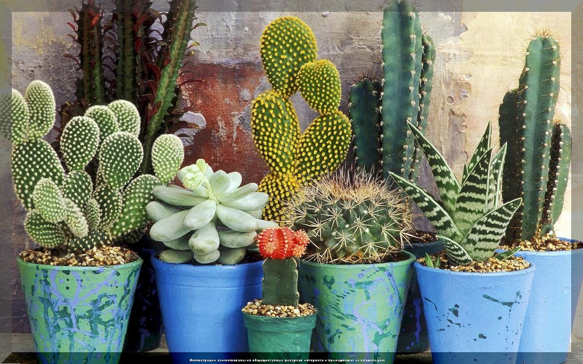 https://vk.com/photo-159774511_457267169. Кактусы и Суккуленты
