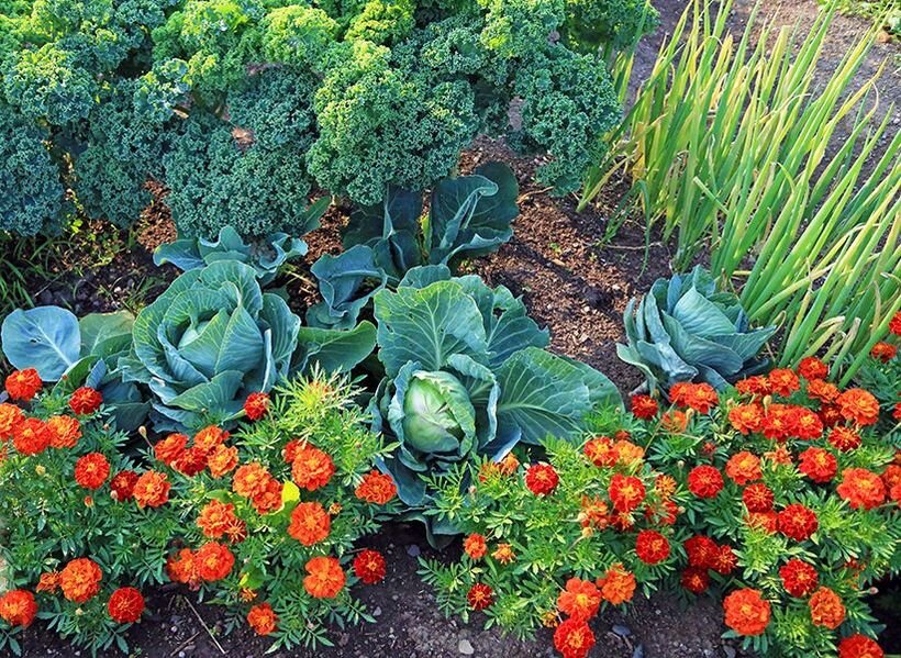 Бархатцы на грядке с капустой. 