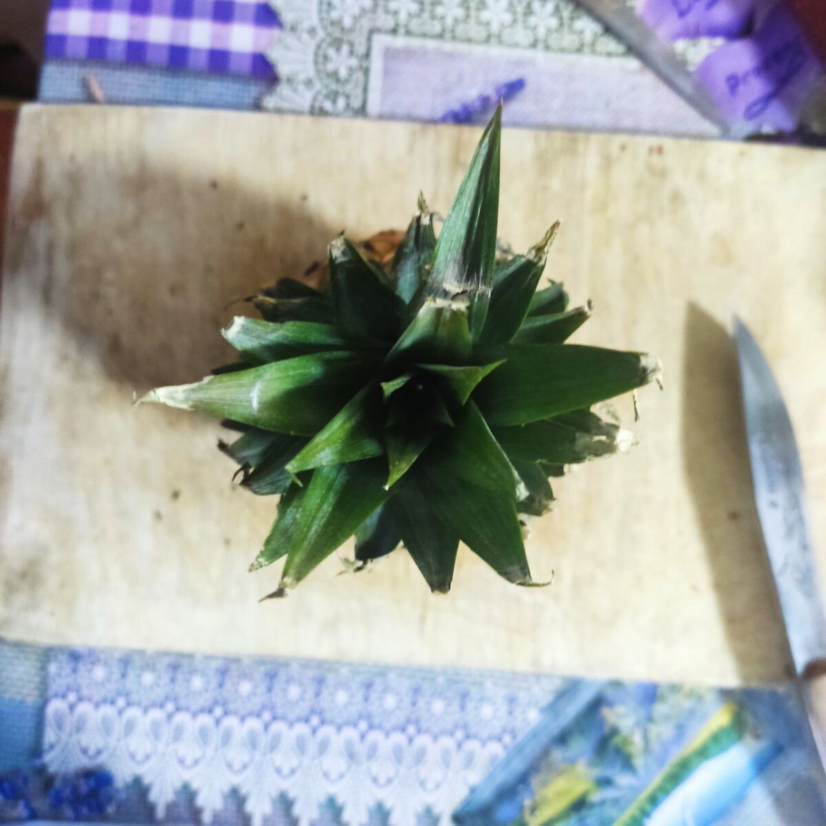 Гнили нет, розетка плотная.