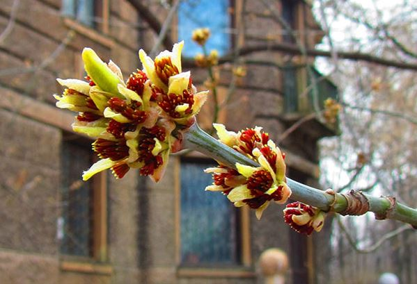 Апрель. Музей Капицы