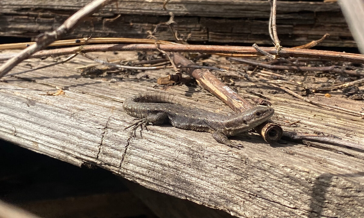 Ящерица живородящая (Zootoca vivipara), предположительно самец.
