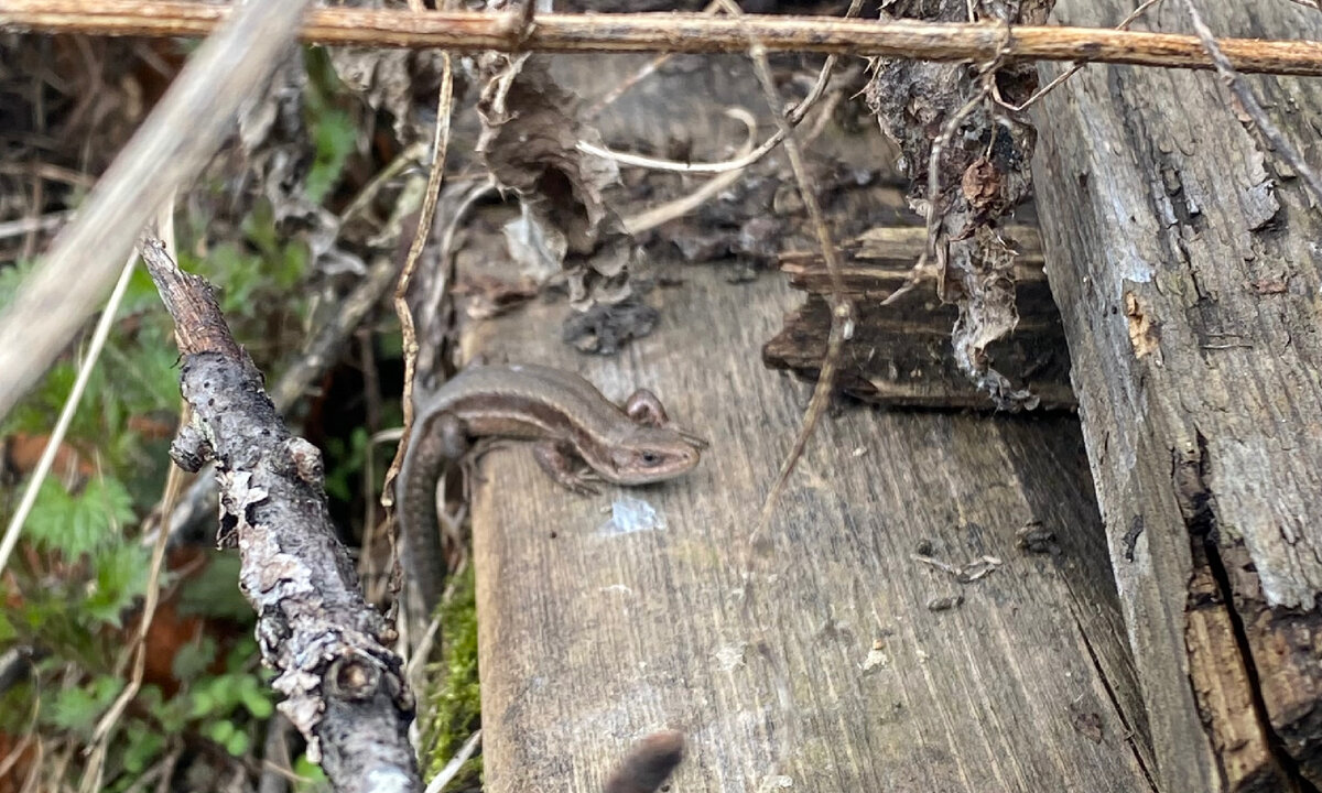 Ящерица живородящая, предположительно самка.