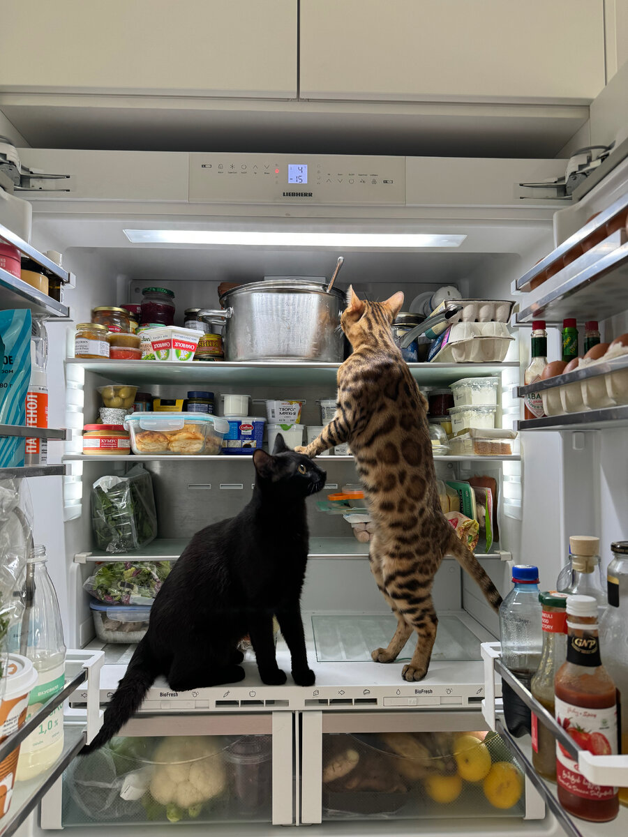 Шкодят всегда вместе))) 