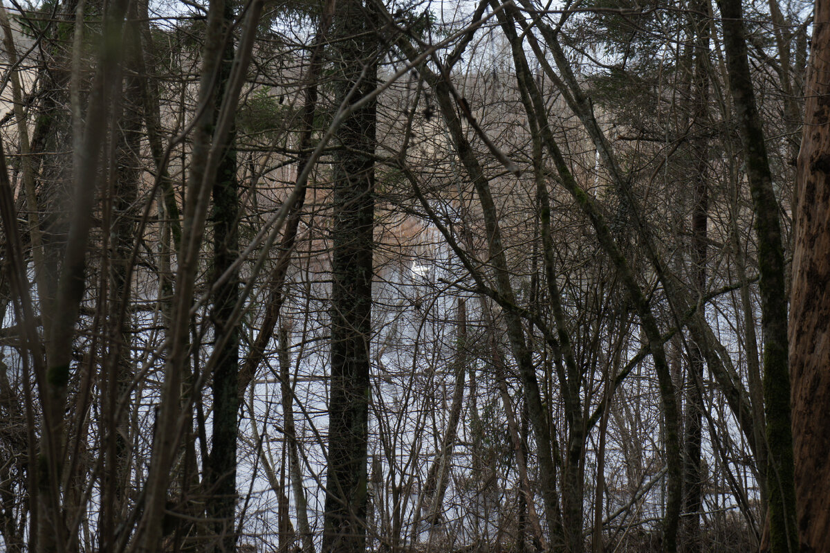 Видите лебедя?