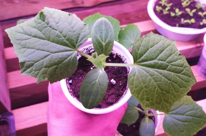 Огурцы на рассаду сею только так и собираю ранний урожай