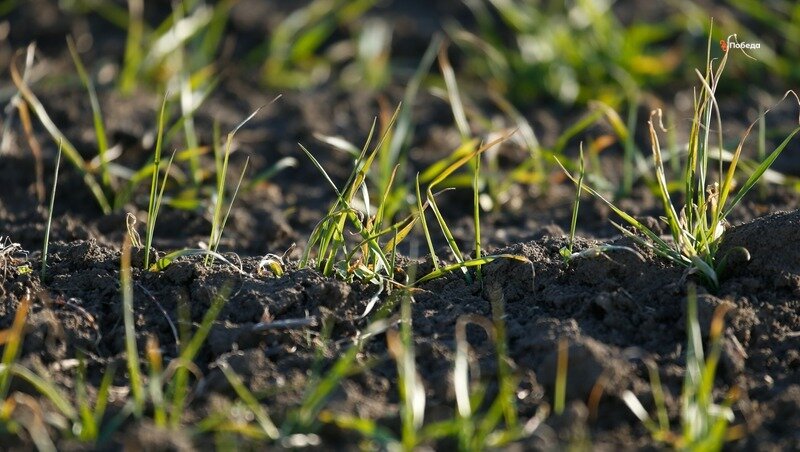      Фото: ИА «Победа26»