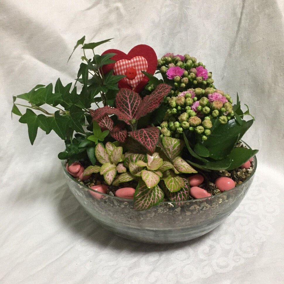 Композиция с фиттонией 