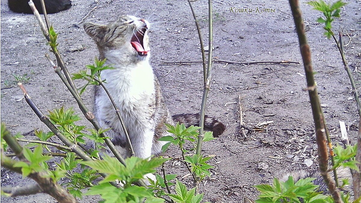Празднуйте во весь голос: спойте или скажите «мяу». 